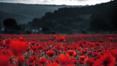 Red poppies in the field. Dark background of mountain and clouds.