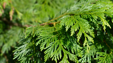 Cedar Branch